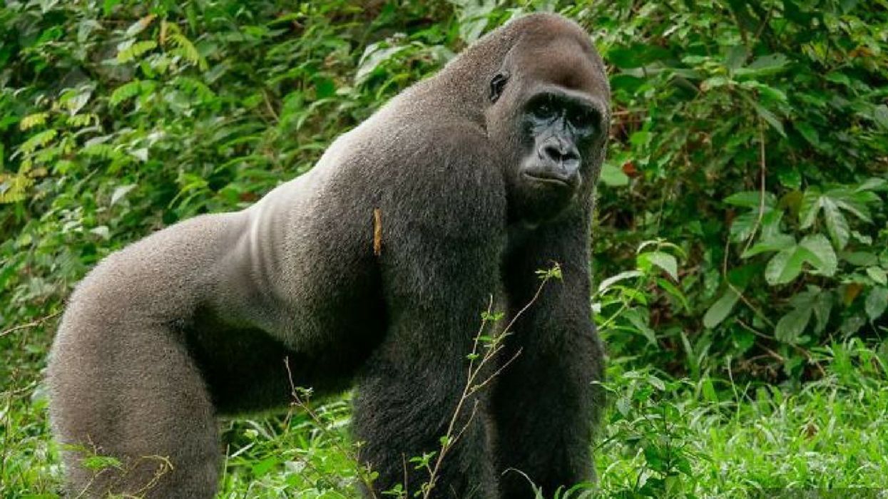 This Video Of A Giant Gorilla Gently Caring For The Tiniest Of Animals Is Going Viral