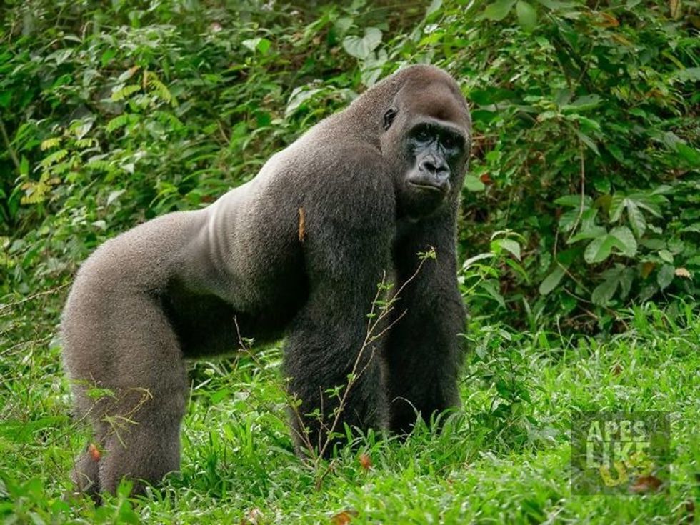 huge gorilla teddy