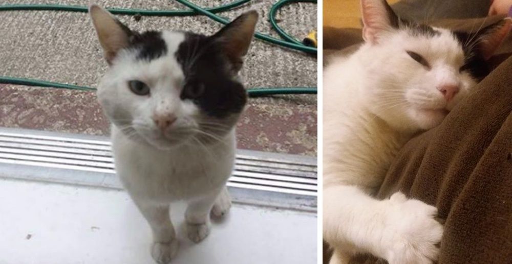 Cat Shows Up on Doorstep After Family Moved In, and Changes Their Lives Love Meow