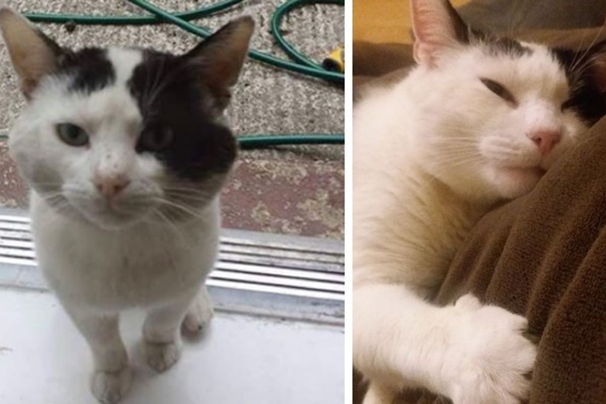 Cat Shows Up on Doorstep After Family Moved In, and Changes Their Lives
