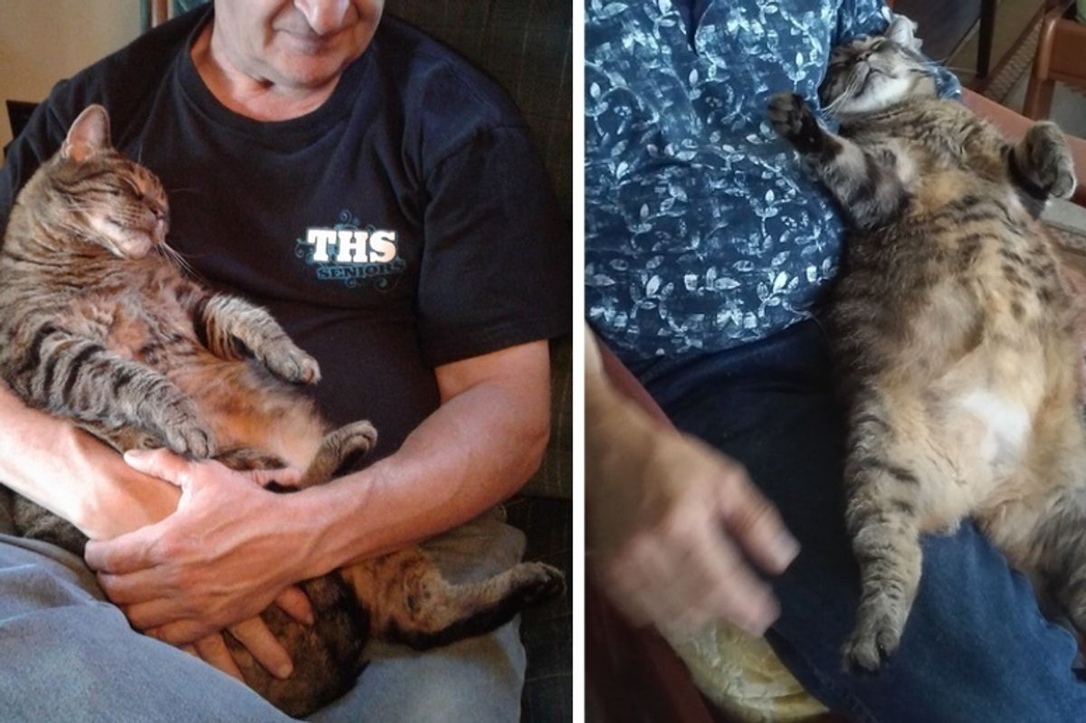 Cat Demands Cuddles from His Dad Every Morning Before Work for Almost 10 Years