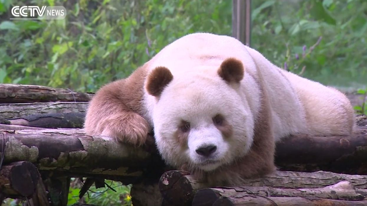 The World's Only Giant Brown Panda Is Struggling With The Ladies