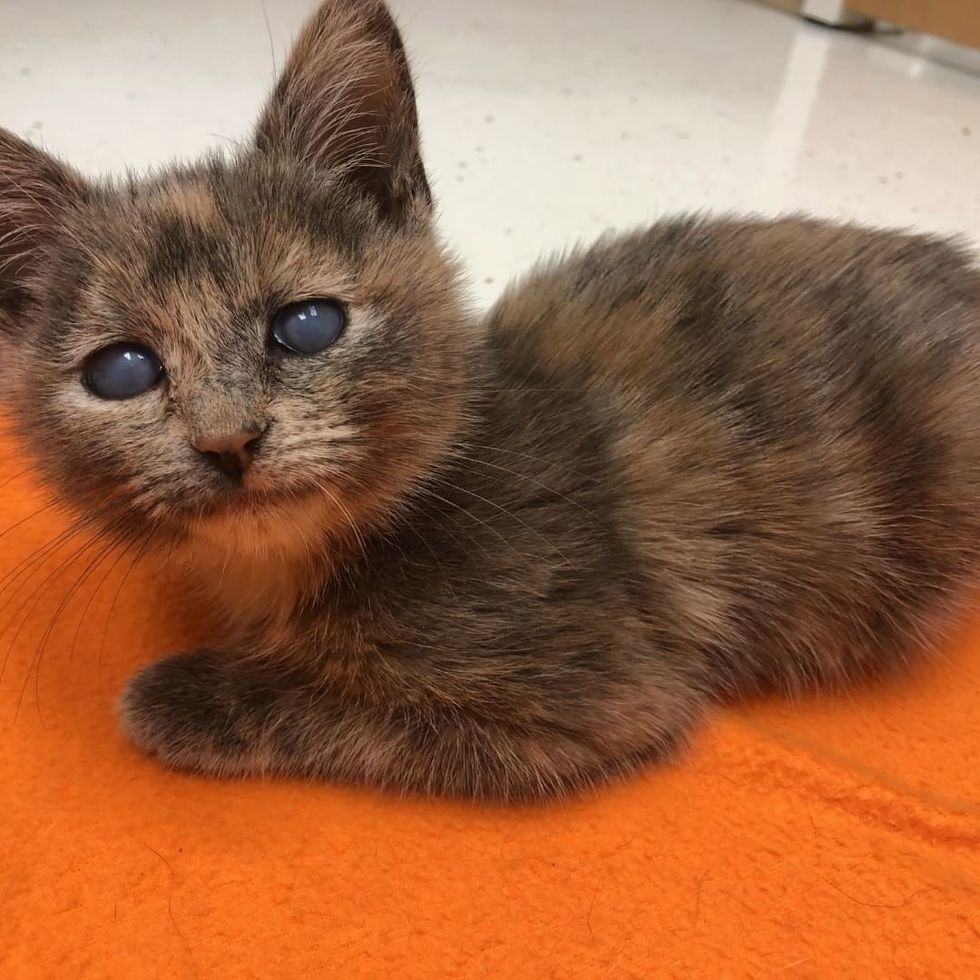 Kitten with Hazy Eyes Who Was Left On the Steps, Finds Someone She's ...