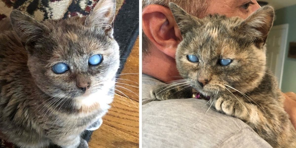 Kattunge med grumliga ögon som var kvar på trappan, hittar någon hon har väntat på - Love Meow