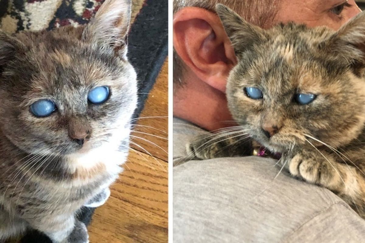 Kitten with Hazy Eyes Who Was Left On the Steps, Finds Someone She's Been Waiting for