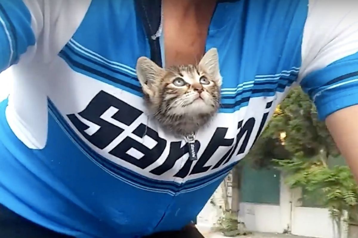Abandoned Kitten Ran Up to Cyclist for Help - He Couldn't Leave Her