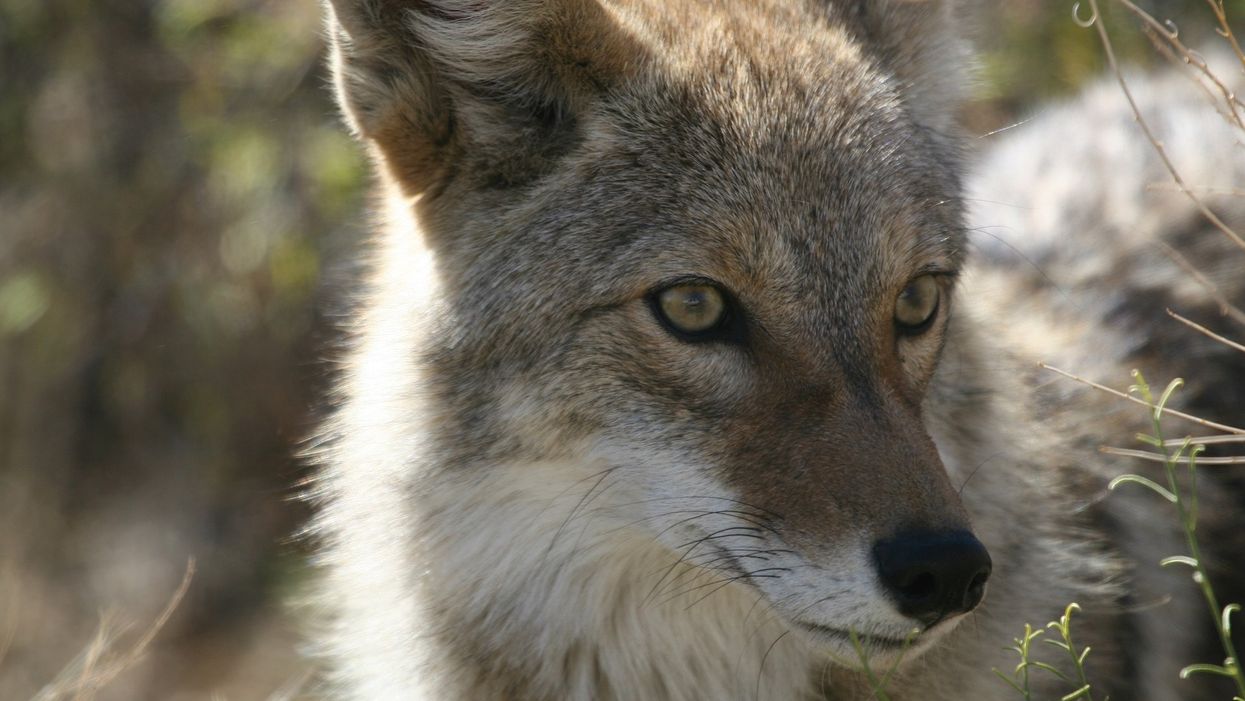 Oklahoma woman wakes up to find coyote in her bedroom, because animals aren't done being weird yet