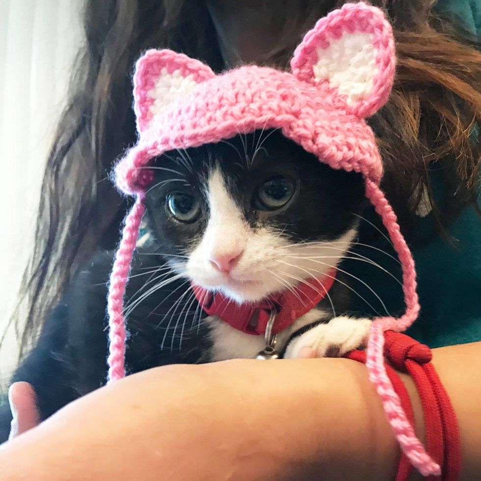 Kitten Lost Her Ears So Shelter Volunteer Crochets New Ones For Her