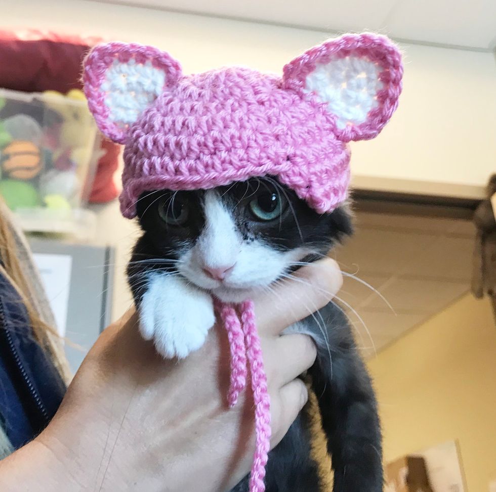 Kitten Lost Her Ears So Shelter Volunteer Crochets New Ones For Her(01)