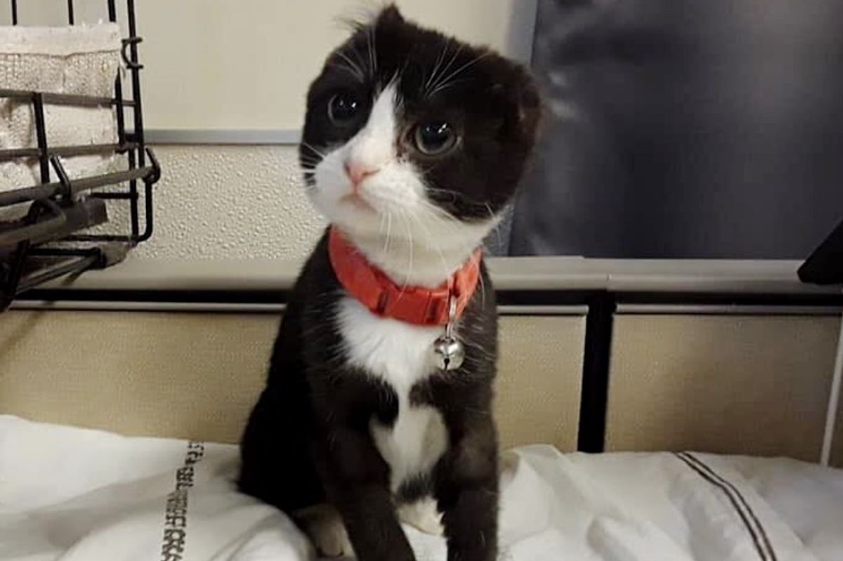 Kitten Lost Her Ears So Shelter Volunteer Crochets New Ones For Her