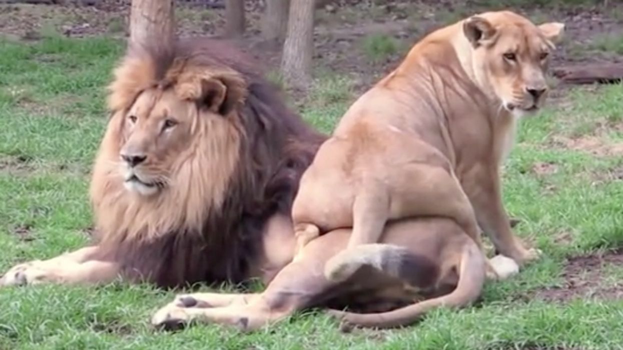 Frisky Lioness Pulls Out All The Stops Trying To Get The Attention Of Oblivious Male—And She's Truly All Of Us