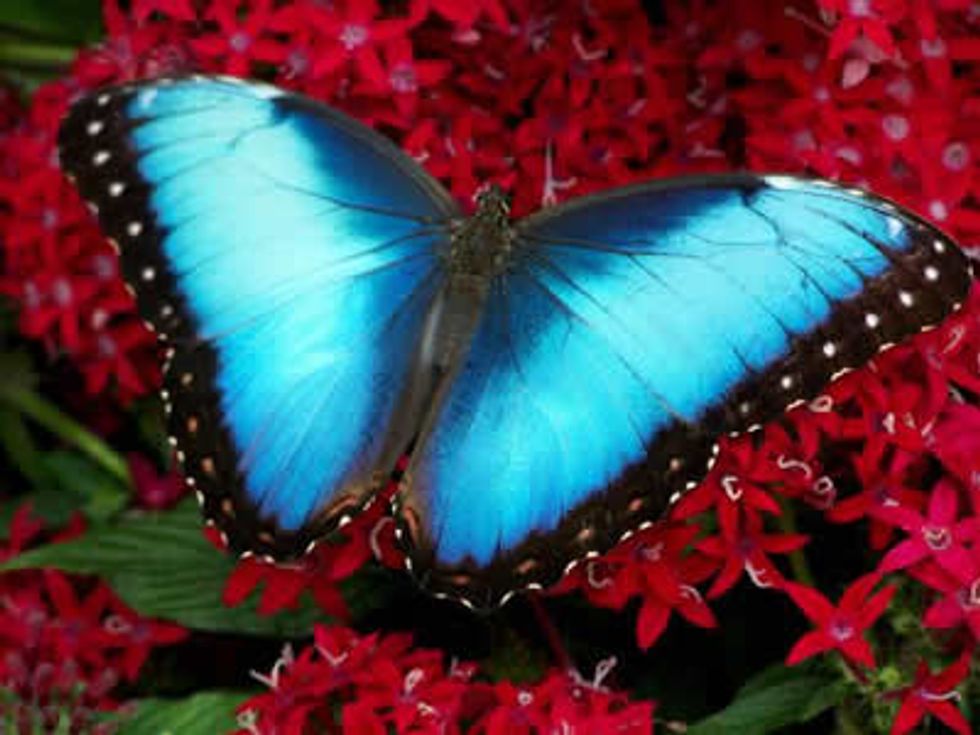 Biomimicry: Butterfly Wings Could Inspire Next Gen Solar Power - Big Think