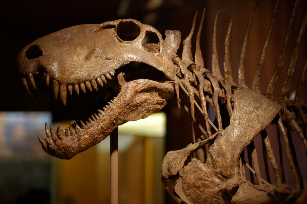 Dinosaur Bones - Big Think