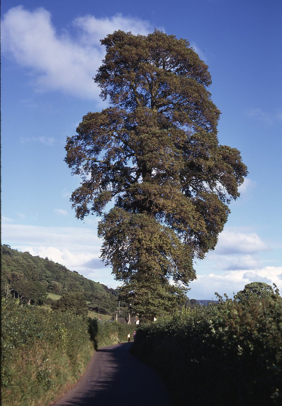 The Return of the English Elm Big Think