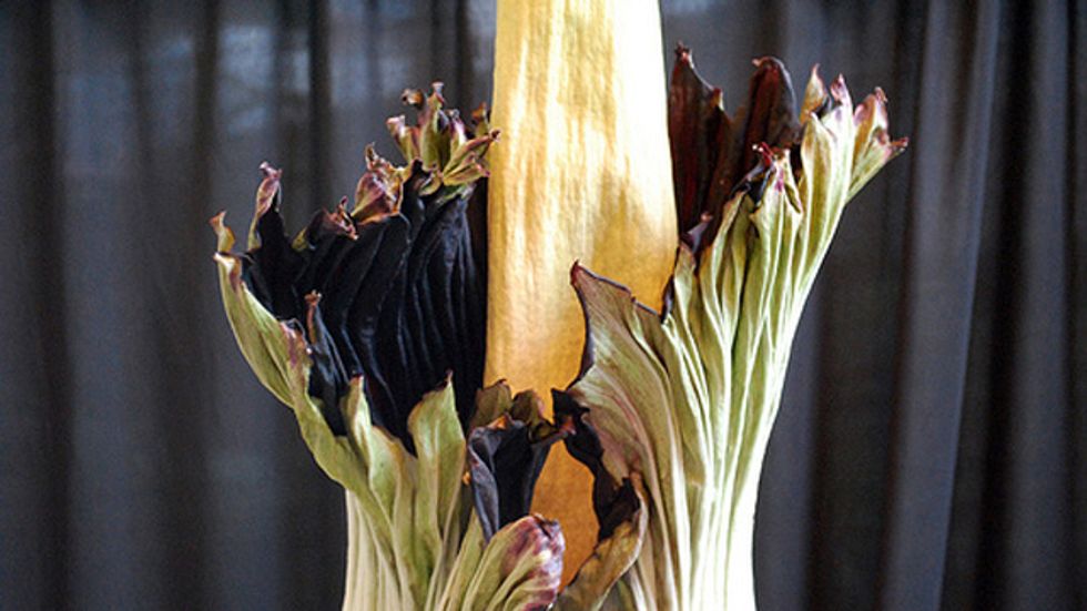 Rare "Corpse Flower" Smells Like Rotting Flesh