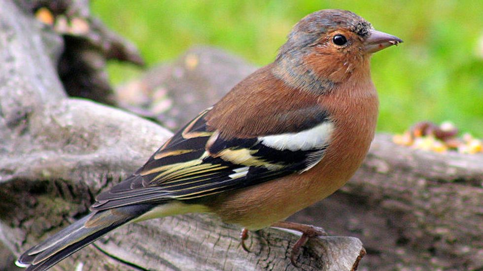 Chaffinch Map of Scotland