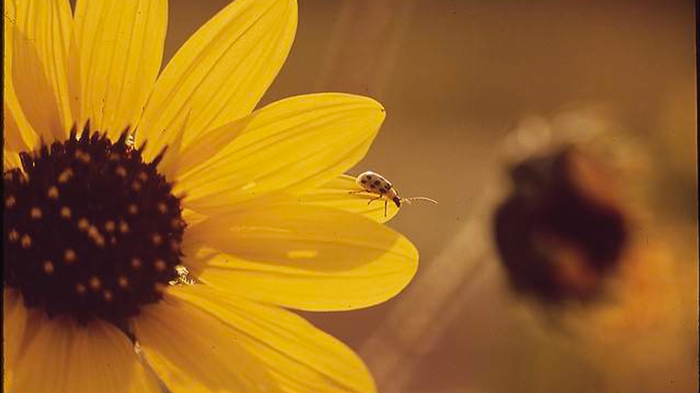 Solar Trap: Chemical-Free, Solar-Powered Pest Control