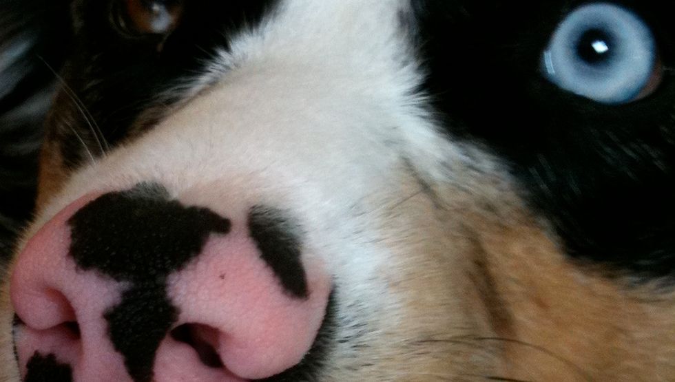 494 - It's a Dog-nosed World: Accidental Cartography Revisited