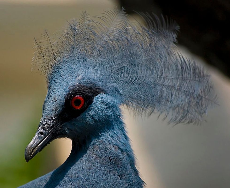 1,000 New Species Found in New Guinea - Big Think
