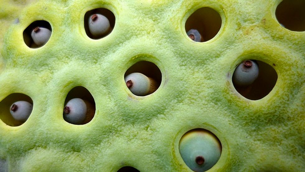 Trypophobia