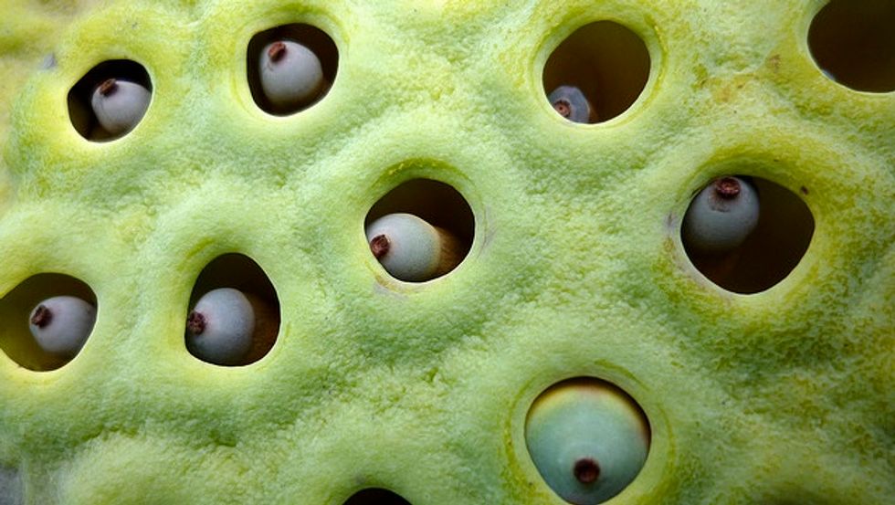 Trypophobia Big Think Trypophobia Big Think