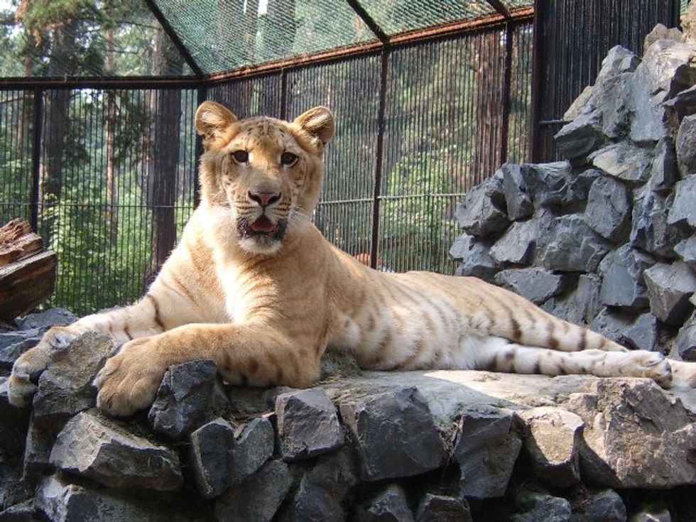 Centaurs, Ligers, Doctor-Poets, and Other Hybrid Breeds