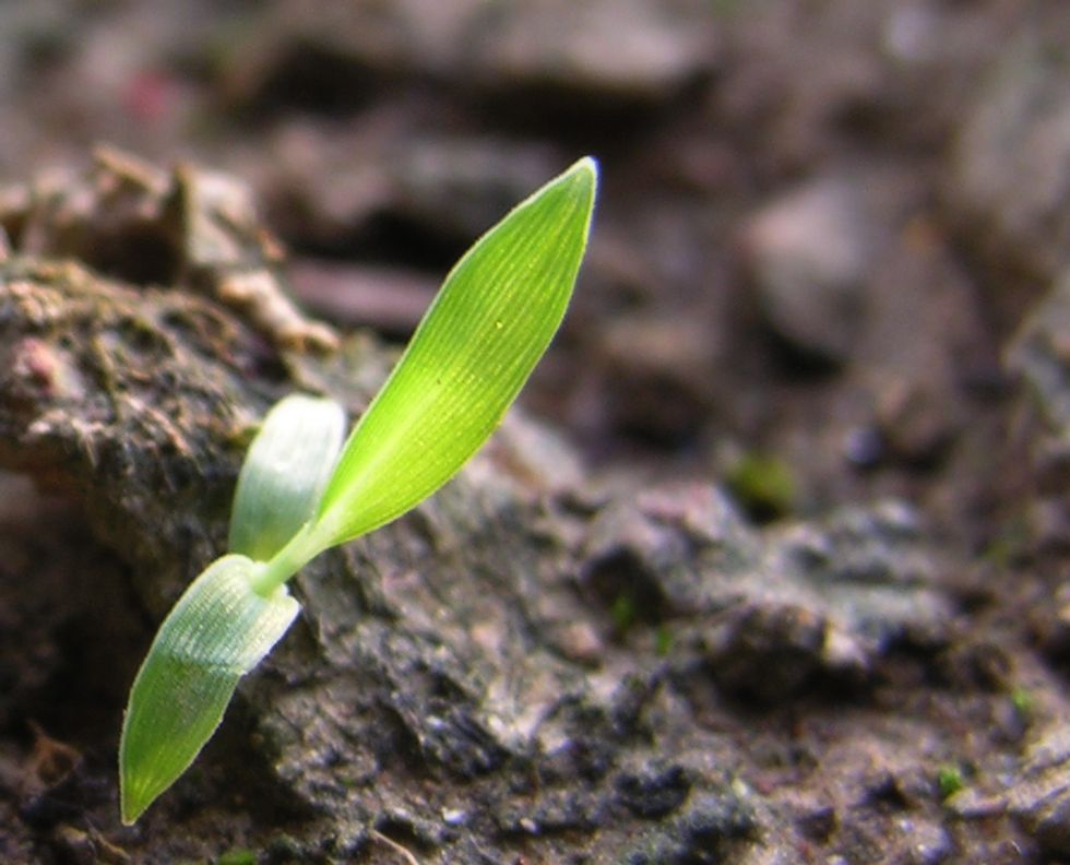 Can Crowd-Funding become a Hotbed for Innovation in Education?