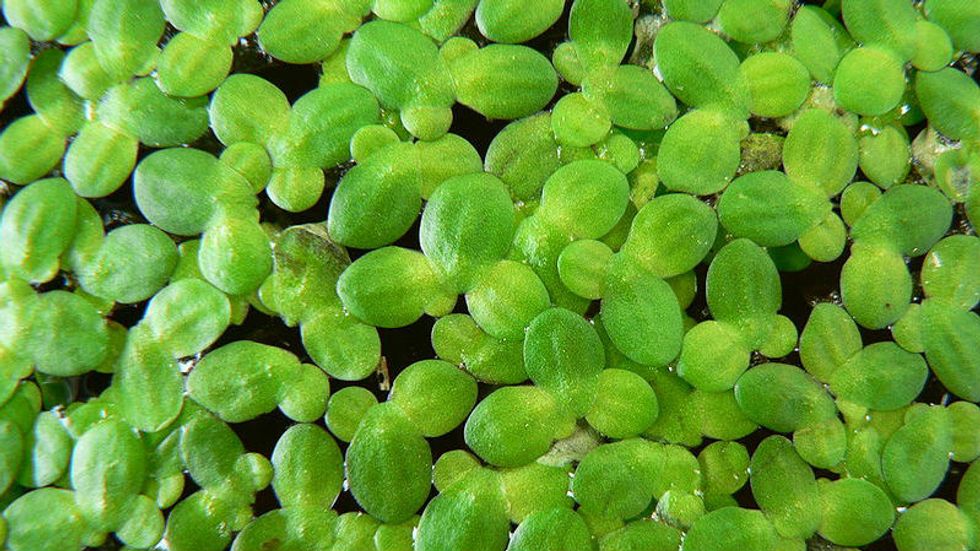 Duckweed: The Next Bio Fuel Revolution?