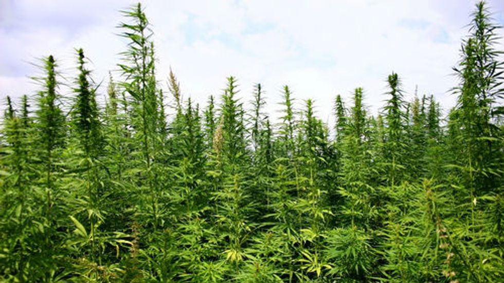 Why the Internet Loves Marijuana
