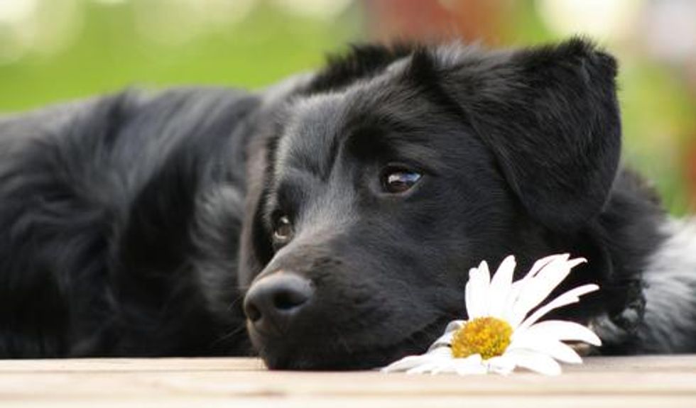 Dogs in the Workplace Mean Better Mental Health