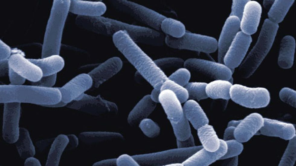 Bacteria, I Want You Back: Five Friendly Microscopic Creatures In Your