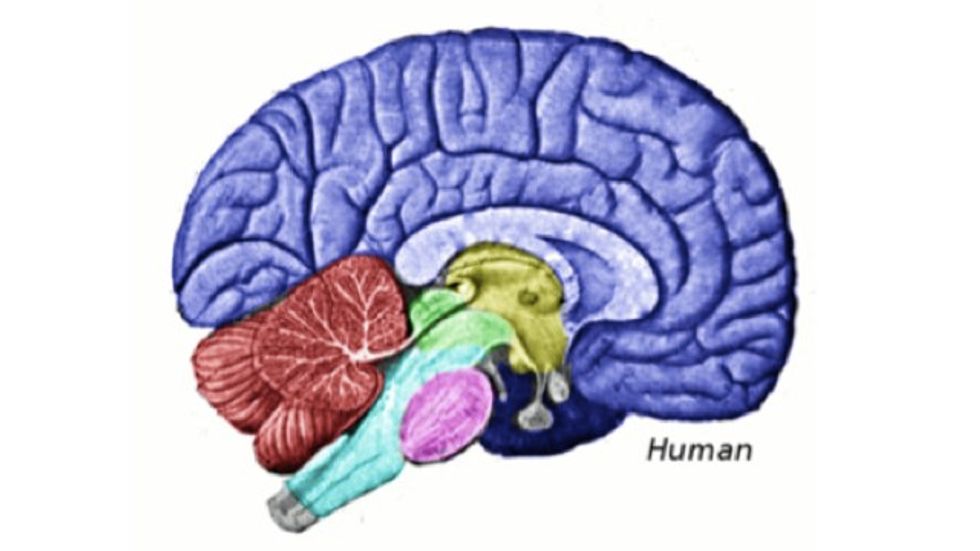 Study: The More Altruistic You Are, The Bigger Will Be This Part of Your Brain