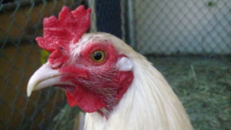 The Cocksure Versus the Intelligent