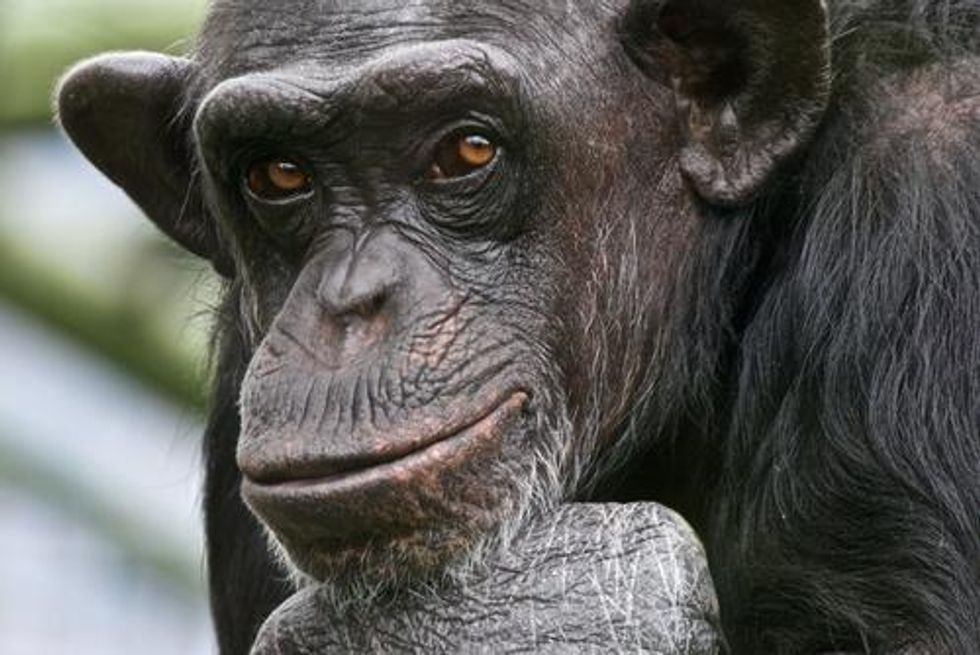 Primates' Thinking Power Augmented by Brain Implant