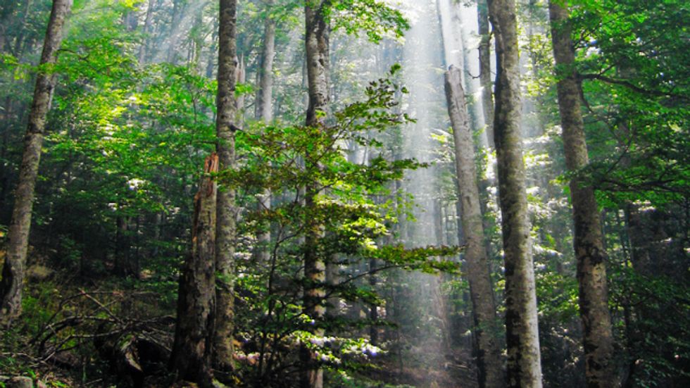 Let's Get Rid of 'Nature'