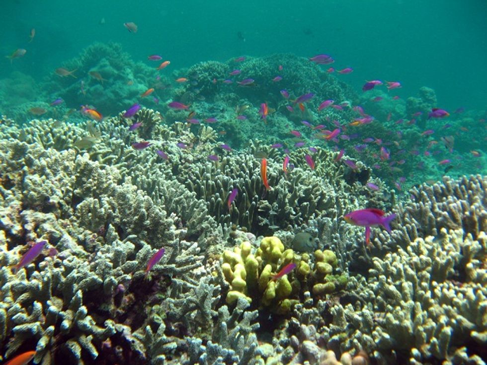 Great Barrier Reef Coral Cover Down By Half Big Think