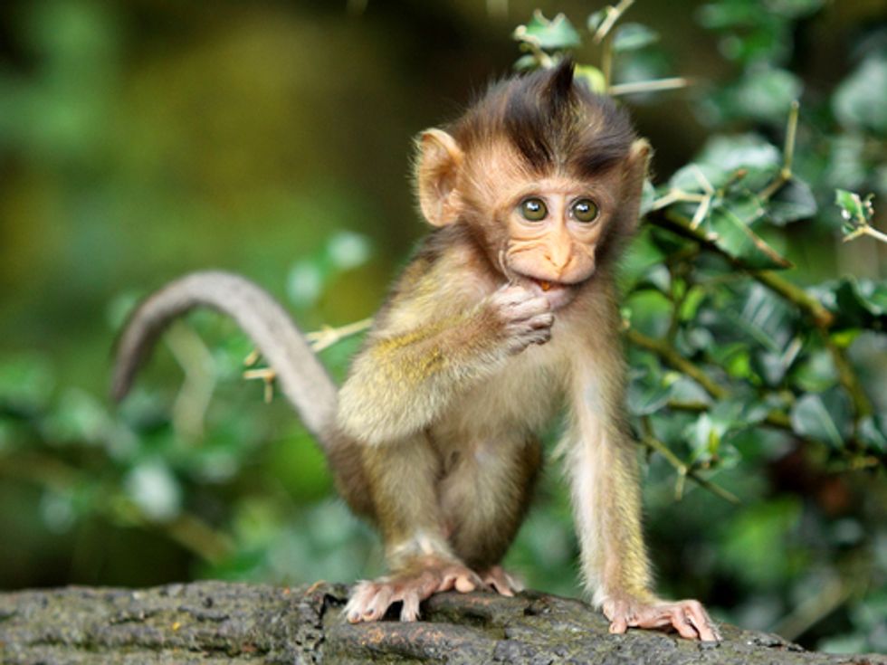 Monkeys, flea jars, crab buckets, and educational risk-taking