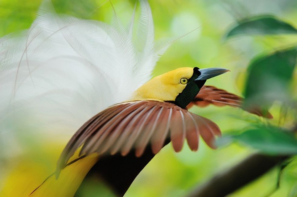 More Birds Are Becoming Extinct