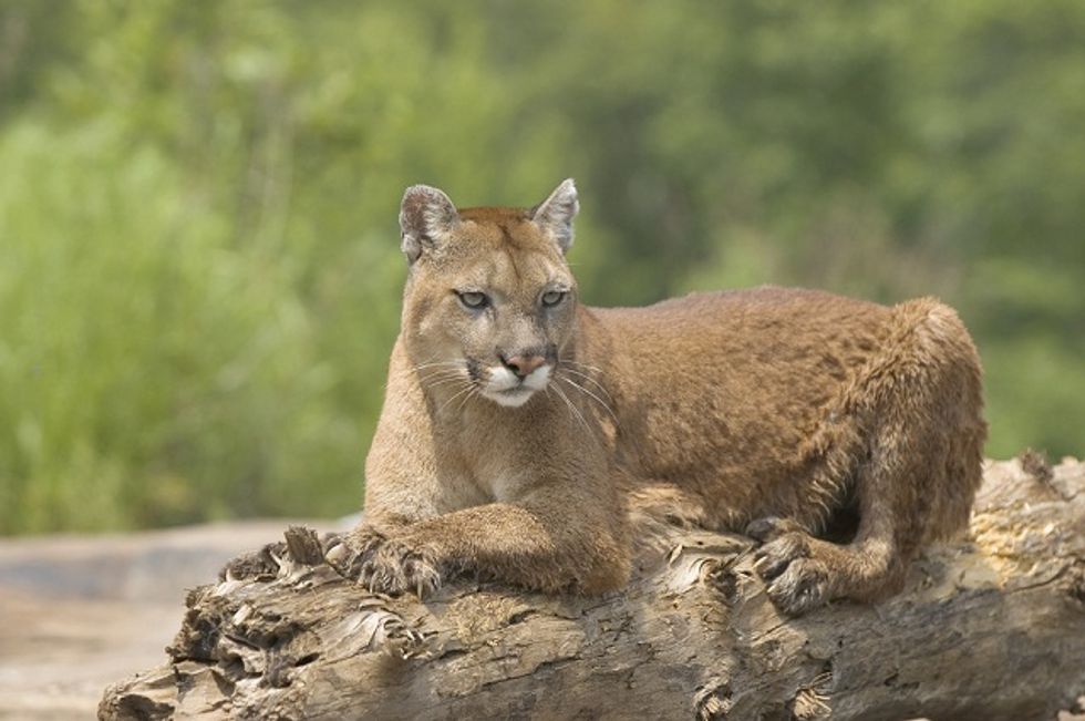 More Mountain Lions Leaving Nevada For California - Big Think