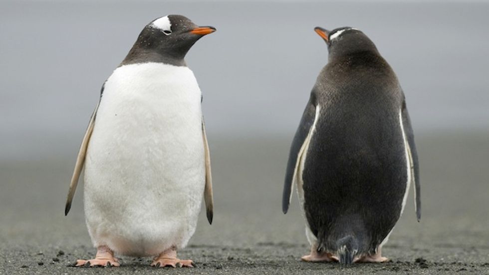 Why Opposites Attract in Fiction But Not Reality