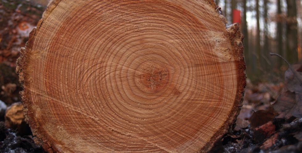 Earth's Library: Estimating Book Publishing Trends Related to Climate Change