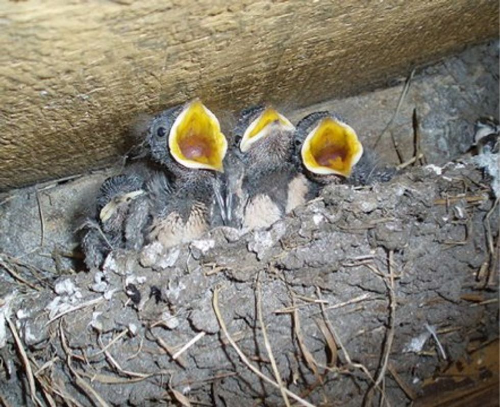 Study: Cigarette Butts Help Birds Fight Parasites