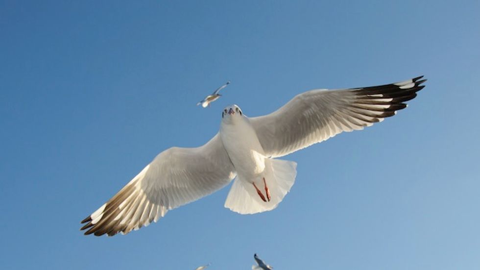 The Albatross and the Chameleon