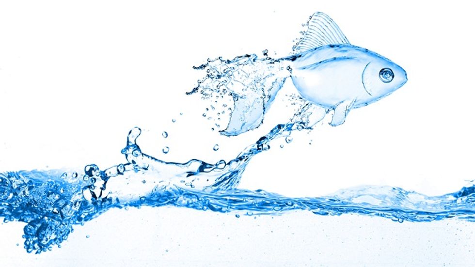 Saving Fish From Human Pharmaceuticals