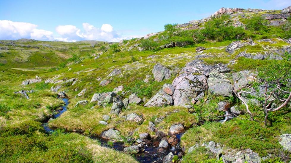 More Flowers In The Arctic?