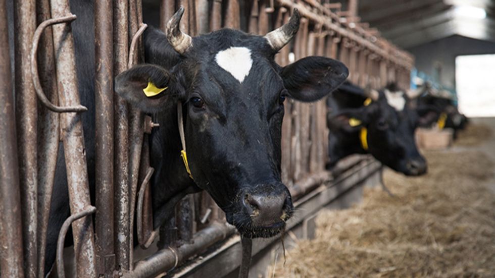 Vegetarianism as a Political (and Religious) Tool