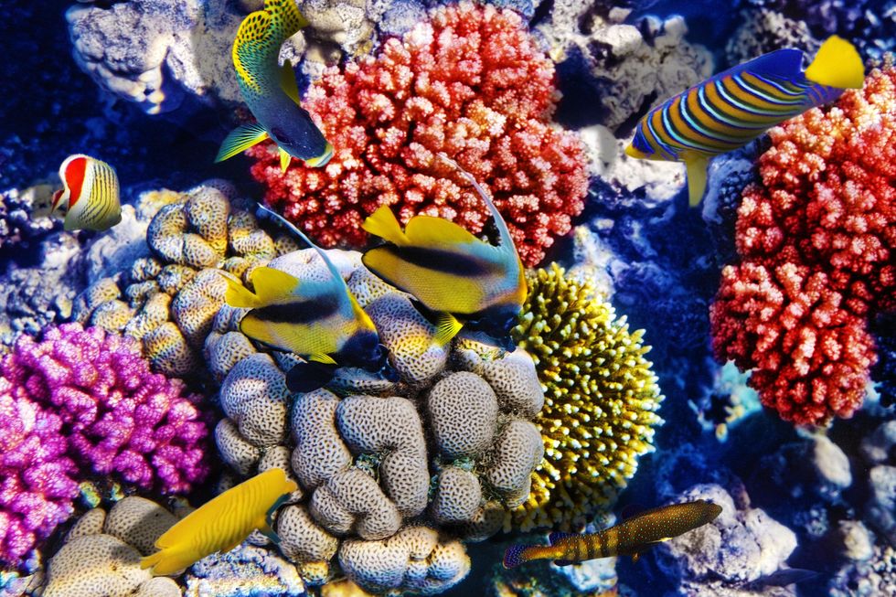 Coral Reefs: Nature's Underwater Pharmacies