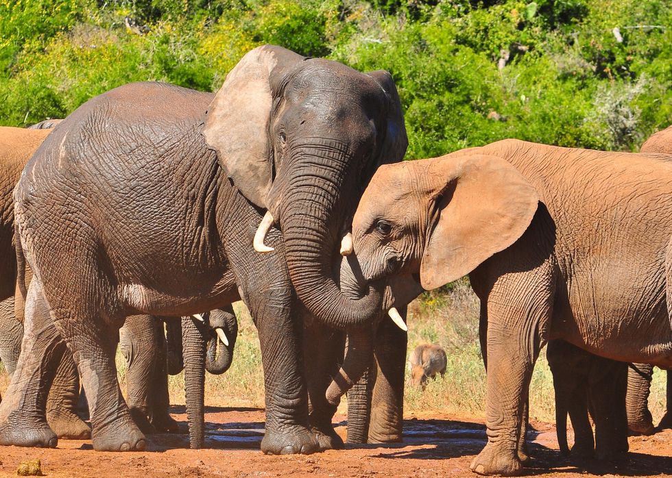 The Hidden Intelligence of Animals