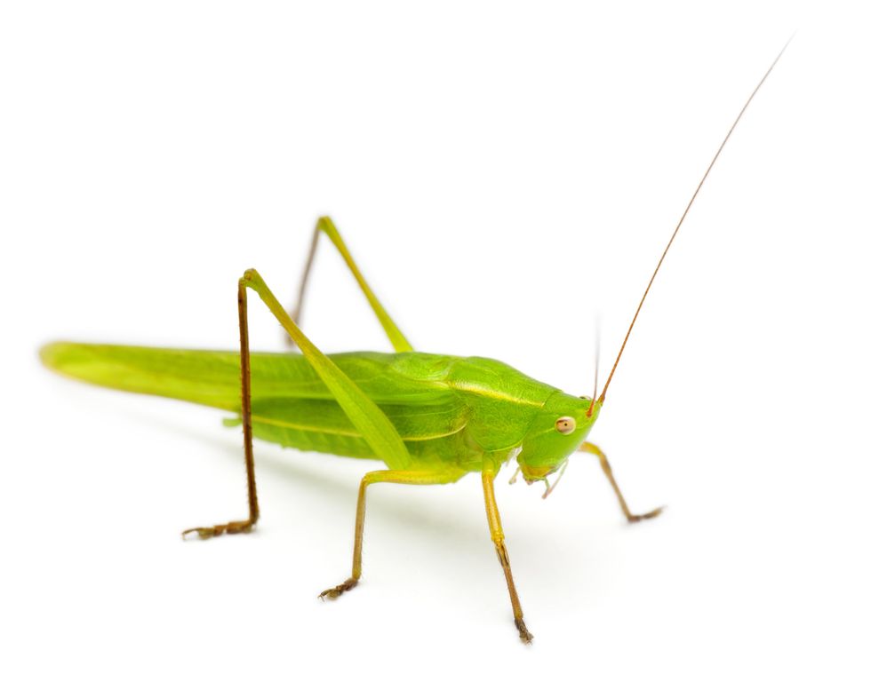 Could Crickets Solve the World's Malnutrition Problem?