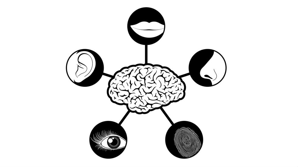 Hearing Through Your Skin, and Other Adventures in Sensory Substitution